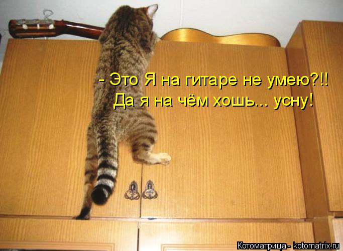 kotomatritsa_Ac (683x499, 218Kb)