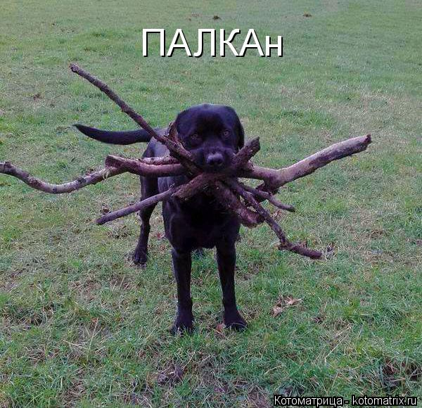 kotomatritsa_e (600x580, 320Kb)