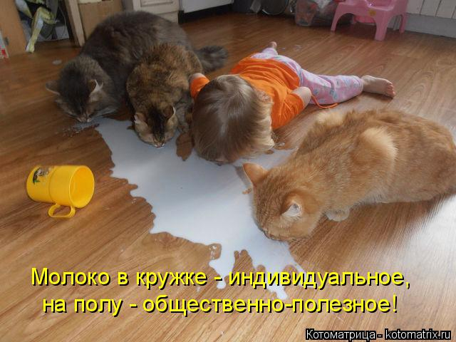 kotomatritsa_HN (640x480, 235Kb)