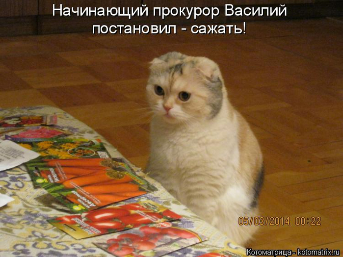 kotomatritsa_n2 (700x524, 365Kb)