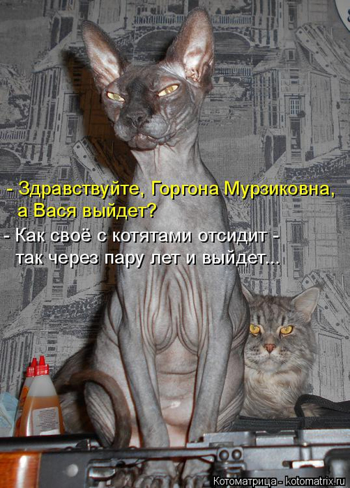 kotomatritsa_sc (502x700, 373Kb)