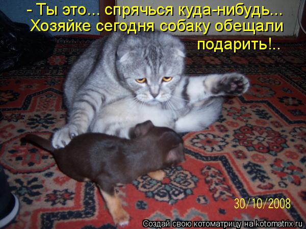kotomatritsa_WN (600x450, 250Kb)