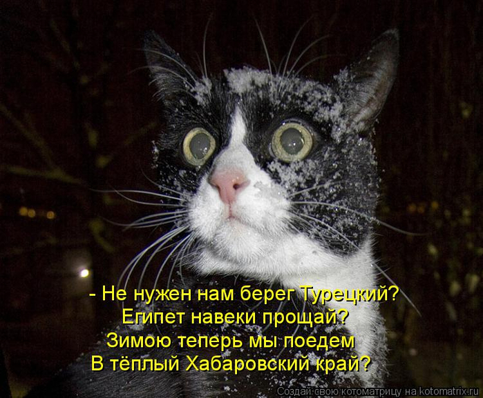 kotomatritsa_yv (700x577, 405Kb)
