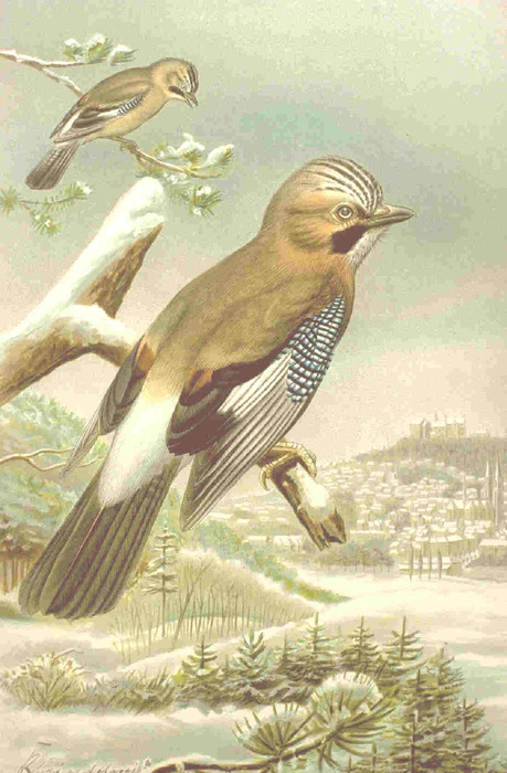 Garrulus_glandarius_1 (459x700, 122Kb)