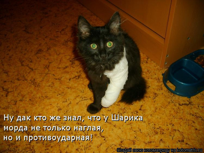 kotomatritsa_rI (700x524, 419Kb)