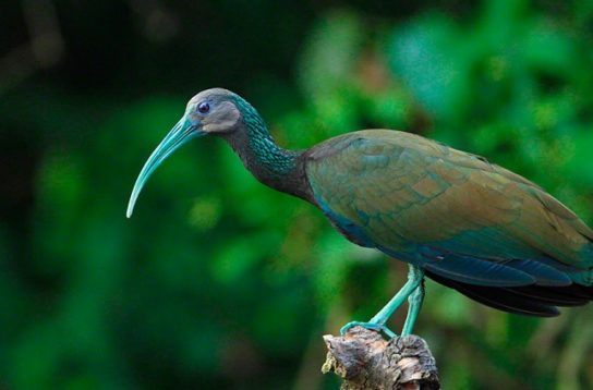 5402287_zeleniyibis544x358 (544x358, 25Kb)