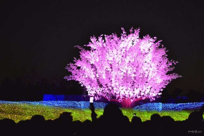 5402287_105092972_3973453_winterlightfestivalinjapan14 (699x466, 50Kb)