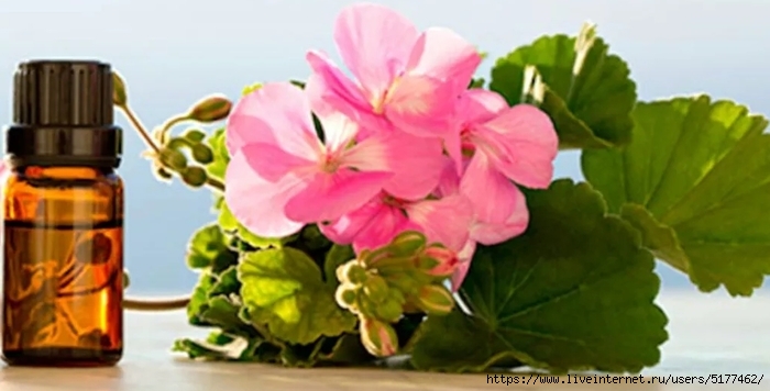 5177462_Image_2_1_ (700x356, 157Kb)