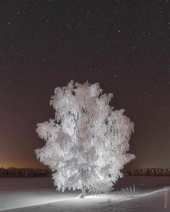 1612211677_pressa_tv_foto_prikoly_vtornika-33 (560x700, 334Kb)