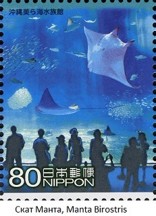 Manta-Ray-Manta-Birostris (227x314, 41Kb)