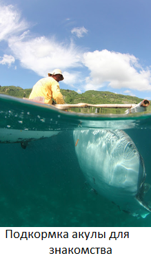 Whaleshark_in_Oslob_Philippines (219x375, 129Kb)