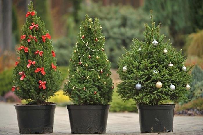 Новогодние рождественские елки: интересные факты и рекорды