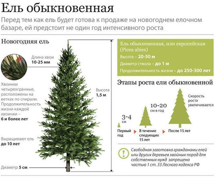 Новогодние рождественские елки: интересные факты и рекорды
