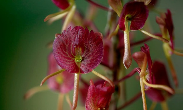 Золото кинабалу орхидея фото