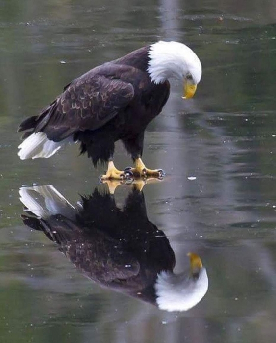 3416556_140599212_291436029193037_8248559017350767931_o_1_ (563x700, 199Kb)