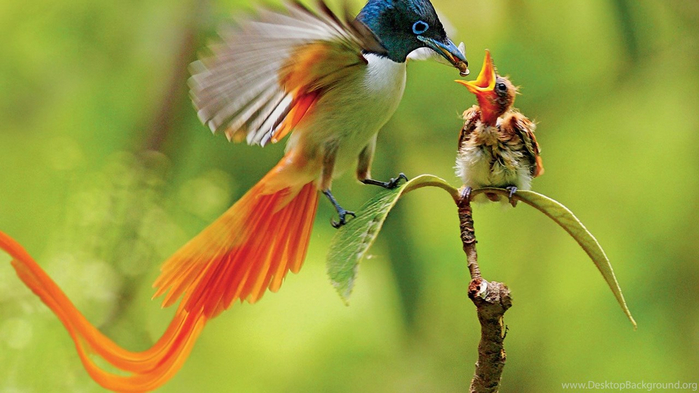 555436_20-charming-birds-of-paradise-pictures_1600x1200_h (700x393, 282Kb)