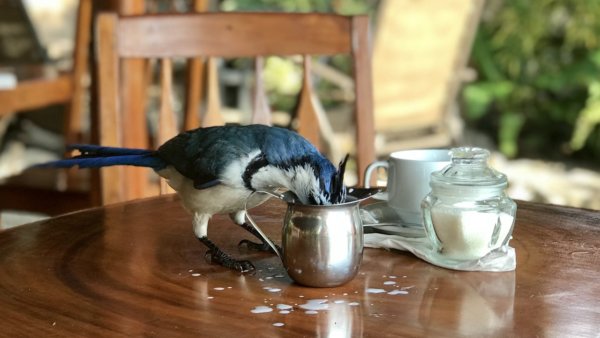 bird-stealing-milk-ometepe- (600x338, 37Kb)