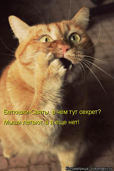 kotomatritsa_hx (466x700, 276Kb)