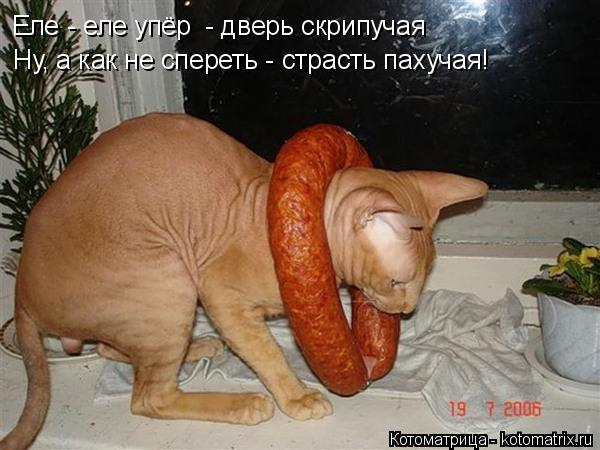 kotomatritsa_I (600x450, 167Kb)