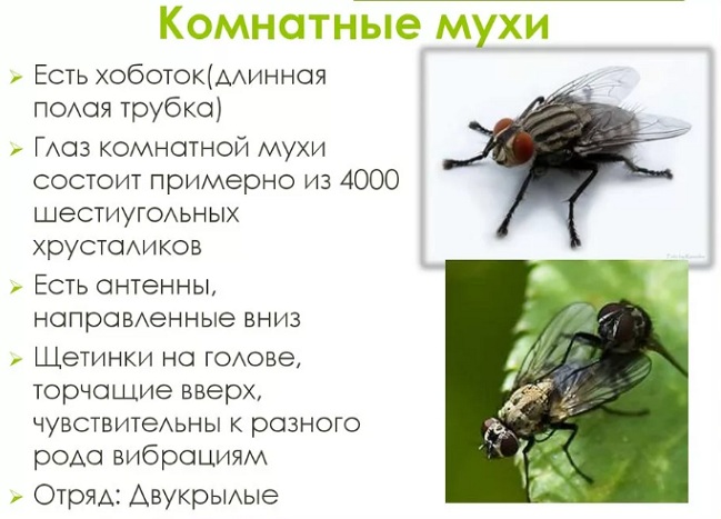 4752699_myyhi48 (649x467, 88Kb)