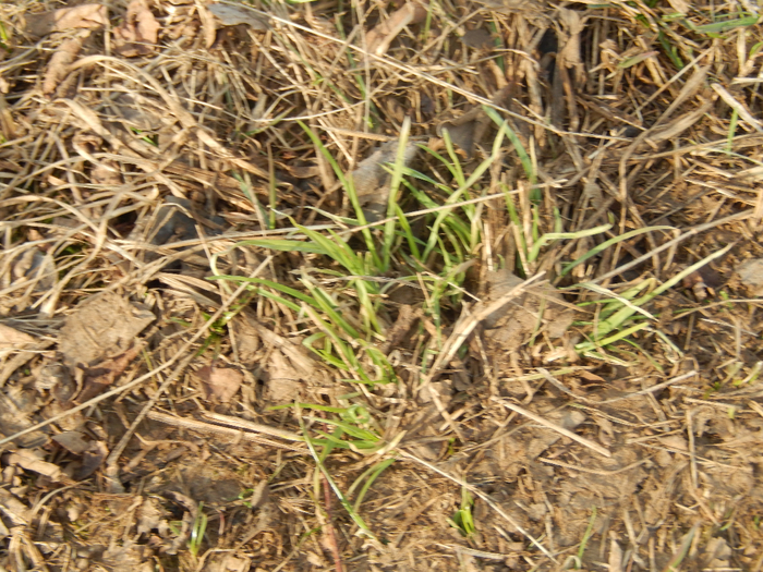 DSCN8010 (700x525, 582Kb)