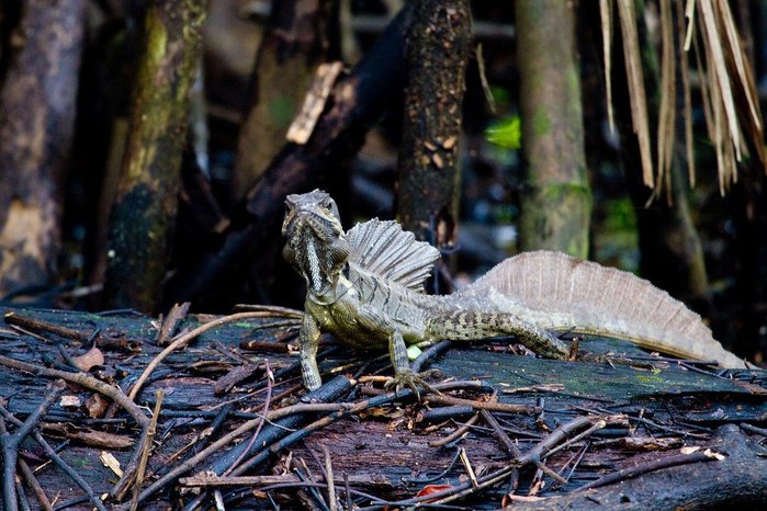 2714816_natsionalnyyparkmanuelantonio_65 (700x466, 95Kb)