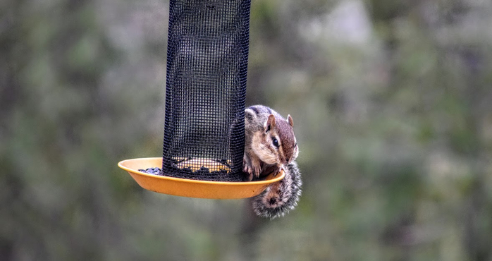 ma1 (700x370, 199Kb)