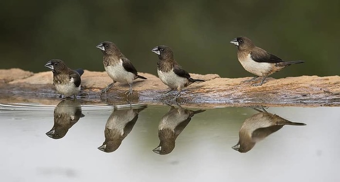 birds-animals-water-reflection-nature-wildlife-small (700x375, 54Kb)