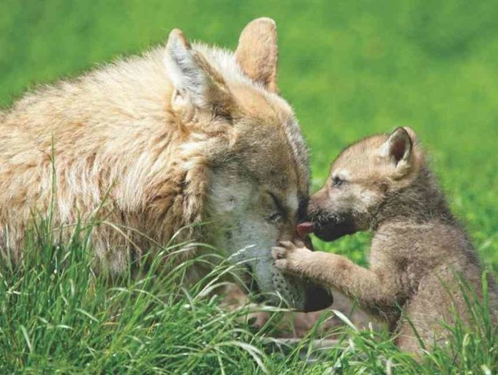 057dffb5400dd0655cd53483dbabb675--i-love-you-mom-arctic-wolf (700x527, 358Kb)