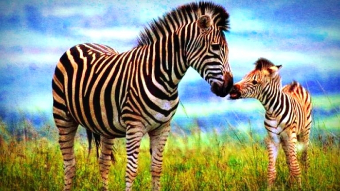 yeni-bir-arastirma-zebra-deseninin-asil-gorev-12144282_amp (700x393, 351Kb)