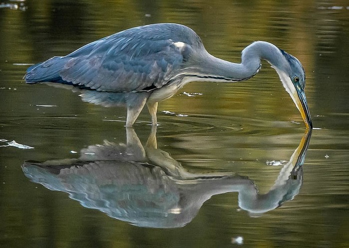 bird-water-nature-pool-wildlife-lake-animal-heron-feather (700x496, 102Kb)