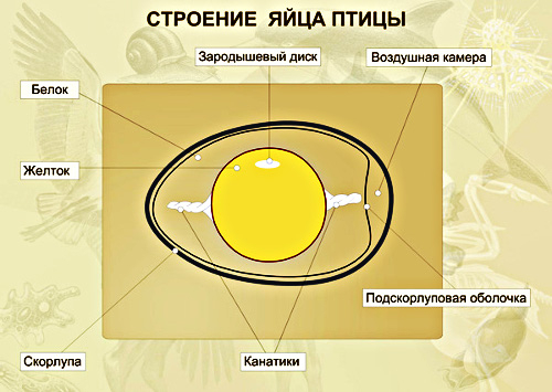 38 (500x355, 155Kb)