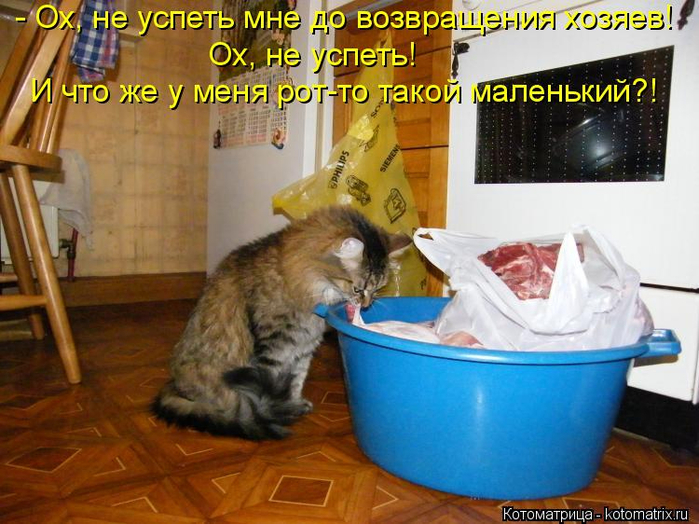 kotomatritsa_Dv (700x524, 415Kb)