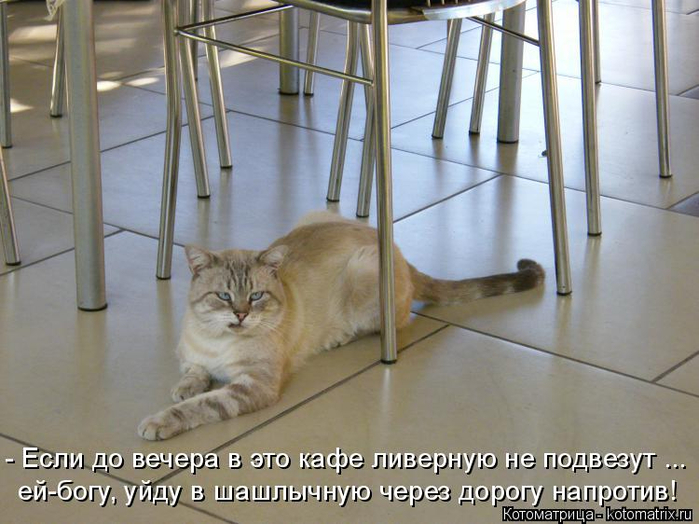 kotomatritsa_Mz (700x524, 345Kb)