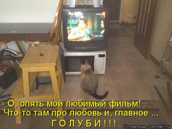 kotomatritsa_w (700x524, 341Kb)