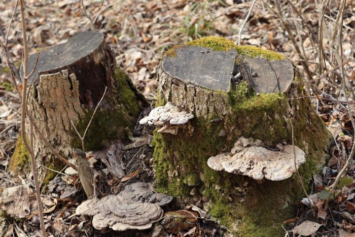 IMG_0032 (700x467, 318Kb)