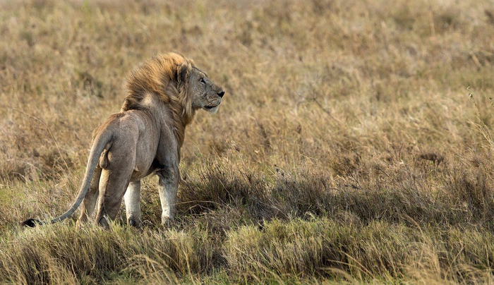 natsionalnyy-park-serengeti_4 (700x404, 360Kb)