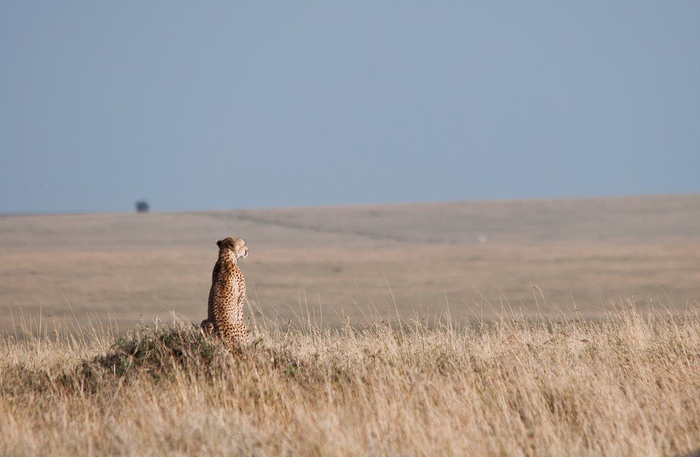 natsionalnyy-park-serengeti_7 (700x457, 224Kb)