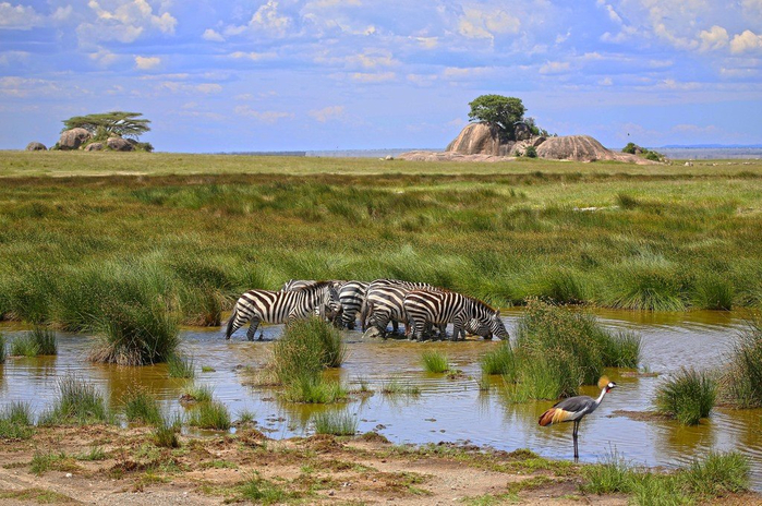 natsionalnyy-park-serengeti_11 (700x464, 425Kb)