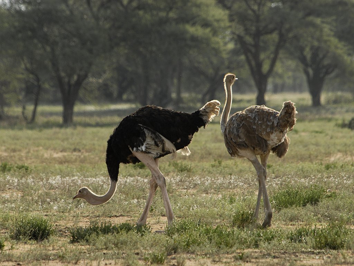 natsionalnyy-park-serengeti_16 (700x525, 367Kb)