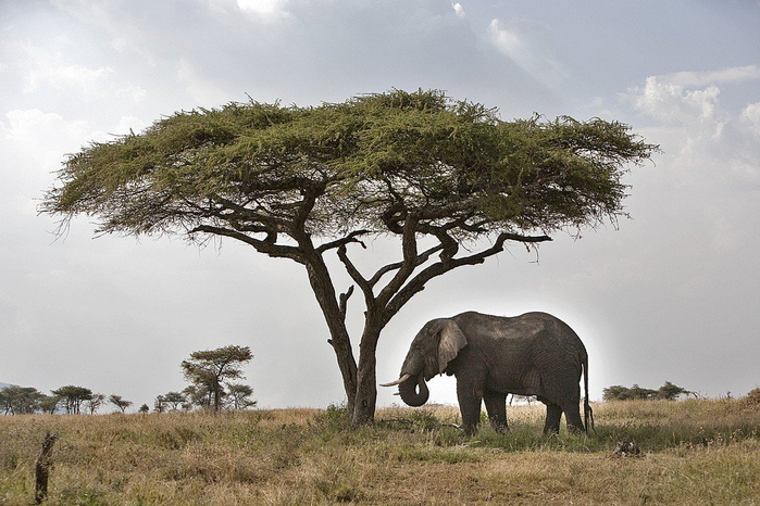 natsionalnyy-park-serengeti_22 (700x466, 332Kb)