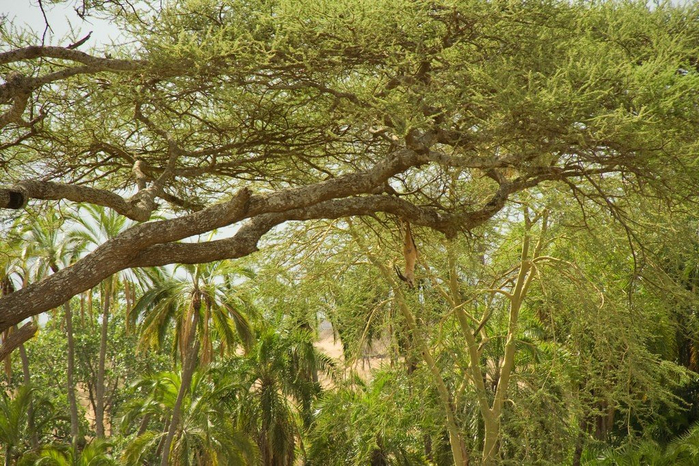 natsionalnyy-park-serengeti_37 (700x466, 489Kb)