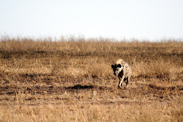 natsionalnyy-park-serengeti_42 (700x466, 353Kb)
