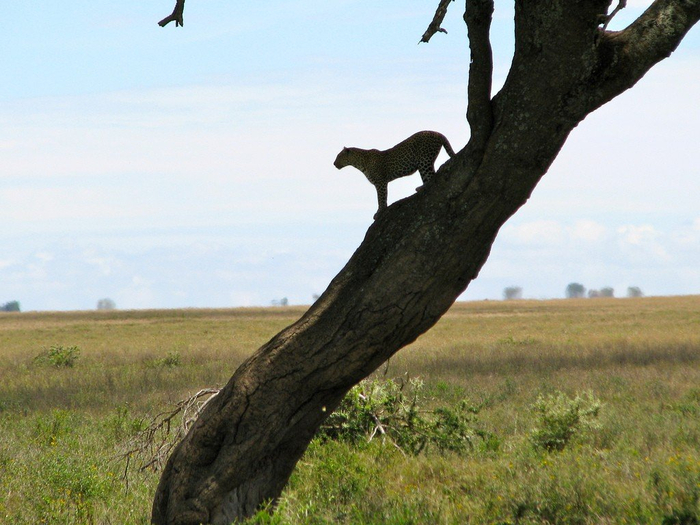 natsionalnyy-park-serengeti_50 (700x525, 381Kb)