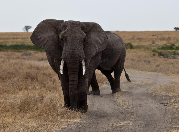 natsionalnyy-park-serengeti_53 (700x516, 258Kb)