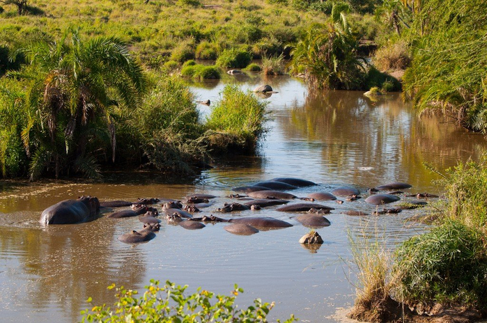 natsionalnyy-park-serengeti_56 (700x464, 477Kb)