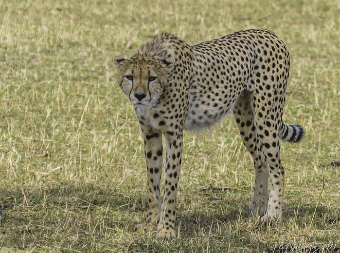 natsionalnyy-park-serengeti_75 (700x519, 485Kb)