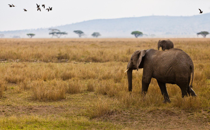 natsionalnyy-park-serengeti_79 (700x433, 315Kb)