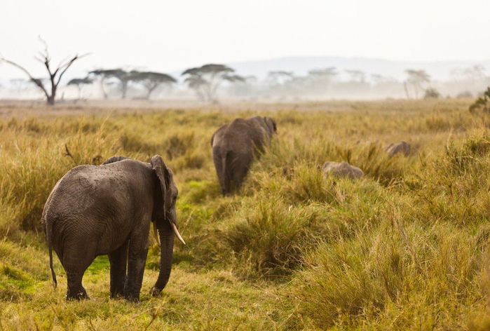 natsionalnyy-park-serengeti_81 (700x472, 339Kb)