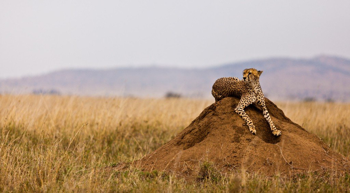 natsionalnyy-park-serengeti_84 (700x386, 245Kb)